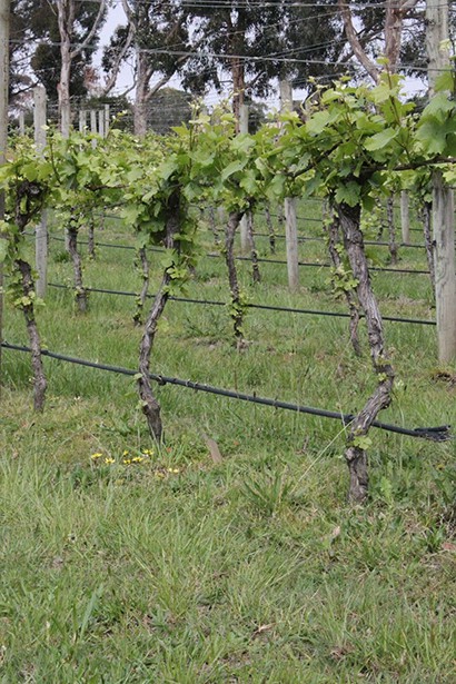 vines portrait2 vines portrait2